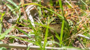 Ortak sivilceli yeşil Kuzey leopar kurbağa. Bir yaz günü bu amfibi hayvan otların arasında oturan ve güneşte ısınma bulur.