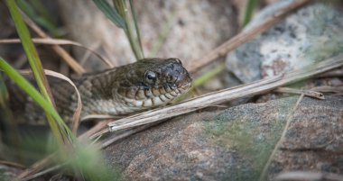 Ortak Garter yılanı. Bunun onun burun bir göçük var..