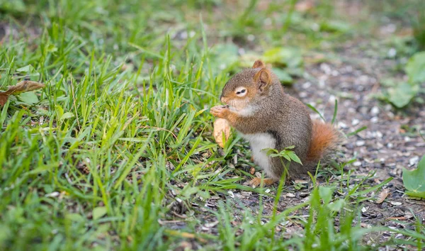 Endearing baby red squirrel with one eye still just opening, sits and eats sunflower seeds on the ground. — Stock Photo, Image