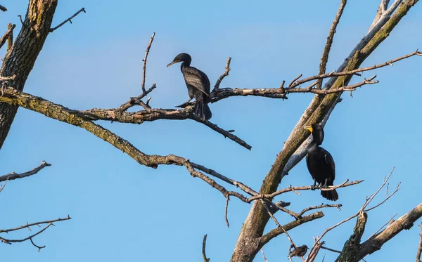 Nezralých dvojí Kormorán chocholatý (Phalacrocorax auritus) sedí tak vysoko na větvi stromu v letním slunci. — Stock fotografie