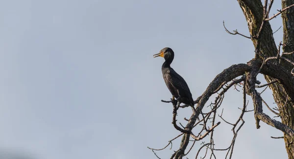 Cormoran à aigrettes (Phalacrocorax auritus) immature se trouve en hauteur sur une branche d'un arbre mort au soleil d'été . — Photo