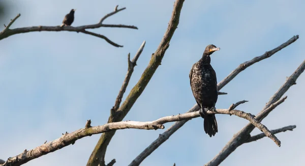 Cormorán de doble cresta inmaduro (Phalacrocorax auritus) se sienta en lo alto de una rama de un árbol muerto bajo el sol de verano . — Foto de Stock