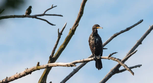 Cormorán de doble cresta inmaduro (Phalacrocorax auritus) se sienta en lo alto de una rama de un árbol muerto bajo el sol de verano . — Foto de Stock