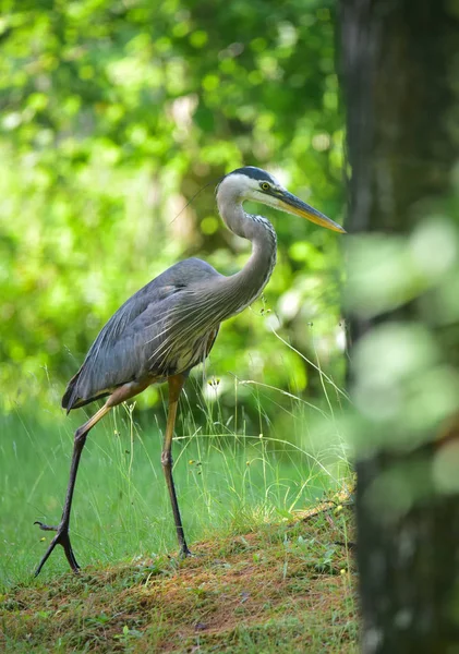 Grand héron (Ardea herodias) va à la chasse . — Photo