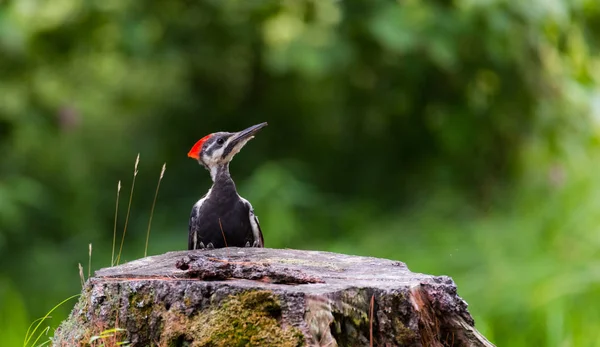 Mladých nedospělých ženské Pileated datel zkoumá její svět. — Stock fotografie