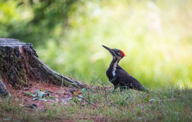 Young juvenile female Pileated woodpecker explores her world. clipart