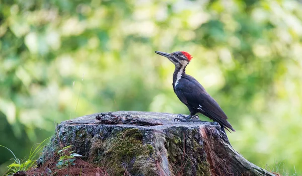 Genç juvenil kadın Pileated ağaçkakan onun Dünya araştırıyor.