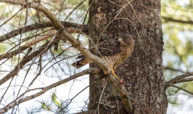 Yırtıcı, kırmızı kuyruklu şahin. Bir ağaç, yüksek düzeyli ayrı ve yiyor bir kurbağa grafiğinde göstermek-in yaban hayatı vahşet. Bu av sonra dinlenme ve karıştırmaktan tüy yeme kuş