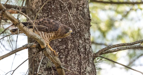 Predatório, Falcão de cauda vermelha. Em uma árvore, rasga e come um sapo em exibição gráfica de selvageria na vida selvagem. Pássaro comendo é presa, em seguida, descansando, & penas babando — Fotografia de Stock