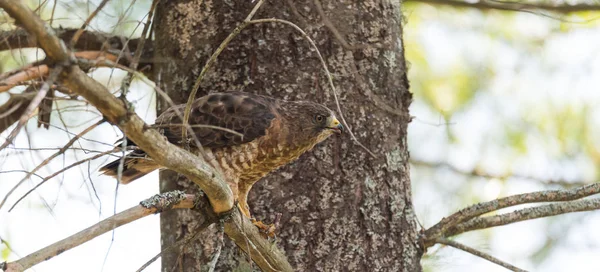 Roofzuchtige, Red-Tail Hawk. In een boom, scheurt uit elkaar & eet een kikker in de grafische weergave van wreedheid in wildlife. Vogels eten de prooi vervolgens rusten, & ruffling veren — Stockfoto