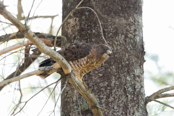 Hermoso halcón de cola roja joven en una rama de árbol, descansa momentáneamente después de haber consumido una captura fresca . —  Fotos de Stock