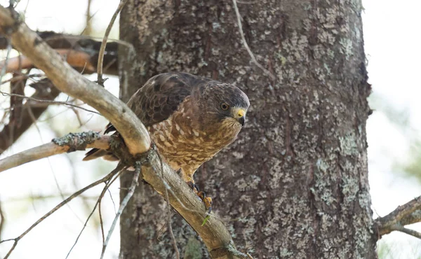 Hermoso halcón de cola roja joven en una rama de árbol, descansa momentáneamente después de haber consumido una captura fresca . —  Fotos de Stock
