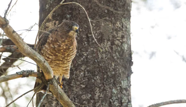 Hermoso halcón de cola roja joven en una rama de árbol, descansa momentáneamente después de haber consumido una captura fresca . —  Fotos de Stock