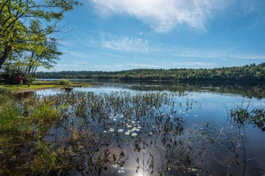 sıcak yaz gününde bir yazlık arka bahçesinde göl. 2 çocuk açık havada içinde arka bahçesinde olan adam. Aile köpek elini kolunu sallaya göle dönüyor.