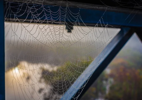 Nasse Spinnennetze und Seidenstränge, Wandteppiche, die Wassertröpfchen stützen, während sie sich aus Nebel und Nebel bilden. — Stockfoto