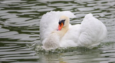 Zarif beyaz sessiz (kuğu rengi) yakın ormanlık gölet hakkında o yüzer olarak sabah Kuğu.