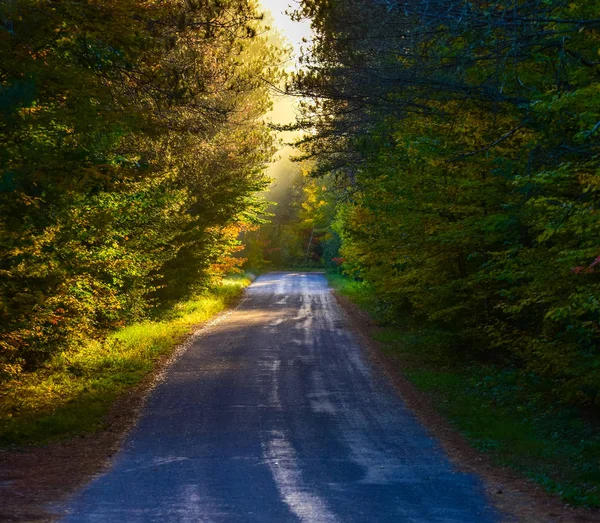 Perspectiva de ponto único numa estreita estrada florestal. Floresta nebulosa no topo da árvore em luz solar brilhante, árvore sombria e estrada repleta de floresta . — Fotografia de Stock