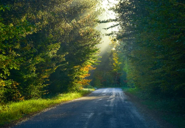 Perspectiva de un solo punto por una estrecha carretera boscosa. Bosque cubierto de árboles brumosos en luz del sol brillante, árbol sombreado y carretera bordeada de bosques . Fotos De Stock Sin Royalties Gratis