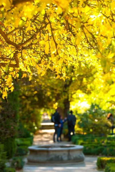 Ήλιος λάμπει φως λαμπρό, χρυσοπράσινο σε κίτρινο θάμνο άκανθας. Οι άνθρωποι επισκέπτονται τους κήπους στο πάρκο Retiro της Μαδρίτης, Ισπανία. — Φωτογραφία Αρχείου