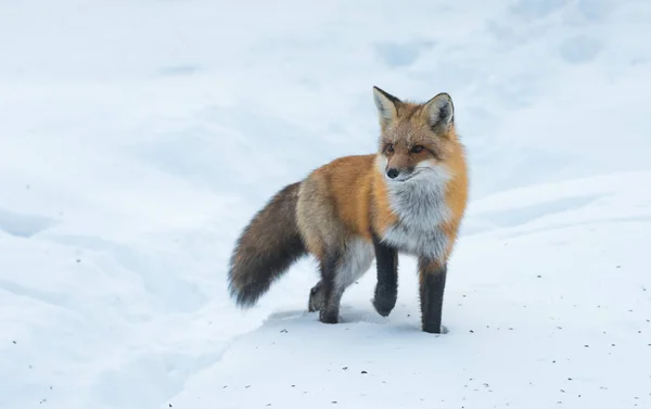 Zorro rojo común (Vulpes vulpes) en la naturaleza. Animales salvajes emerge de un bosque de invierno, visita casas de campo y caza, carroña para la alimentación . — Foto de Stock