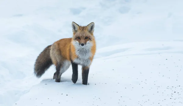 Wspólnej czerwony lis (Vulpes vulpes) w środowisku naturalnym. Dzikie zwierzę wyłania się z lasów zima, wizyty domki & poluje, oczyszcza dla żywności. — Zdjęcie stockowe