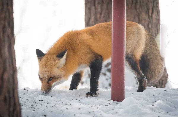 Zorro rojo común (Vulpes vulpes) en la naturaleza. Animales salvajes emerge de un bosque de invierno, visita casas de campo y caza, carroña para la alimentación . — Foto de Stock