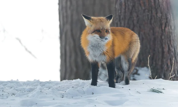 Zorro rojo común (Vulpes vulpes) en la naturaleza. Animales salvajes emerge de un bosque de invierno, visita casas de campo y caza, carroña para la alimentación . — Foto de Stock