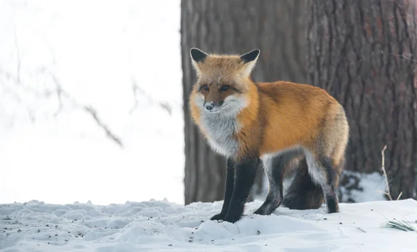 Rotfuchs (vulpes vulpes) in freier Wildbahn. Wildtier taucht aus einem Winterwald auf, besucht Hütten & Jagden, sucht nach Nahrung. — Stockfoto