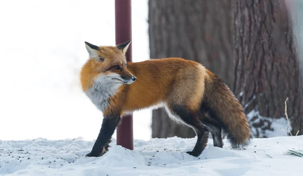 Zorro rojo común (Vulpes vulpes) en la naturaleza. Animales salvajes emerge de un bosque de invierno, visita casas de campo y caza, carroña para la alimentación . — Foto de Stock