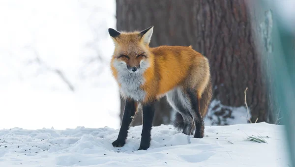 Zorro rojo común (Vulpes vulpes) en la naturaleza. Animales salvajes emerge de un bosque de invierno, visita casas de campo y caza, carroña para la alimentación . — Foto de Stock