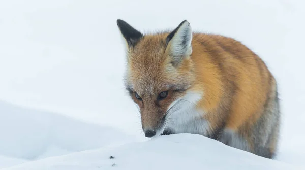 Wspólnej czerwony lis (Vulpes vulpes) w środowisku naturalnym. Dzikie zwierzę wyłania się z lasów zima, wizyty domki & poluje, oczyszcza dla żywności. — Zdjęcie stockowe
