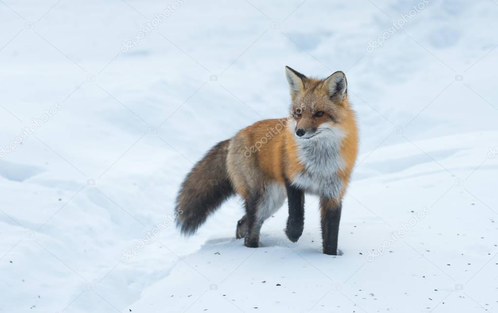 Common Red fox (Vulpes vulpes) in the wild.   Wild animal emerges from a winter woodland, visits cottages & hunts, scavenges for food.