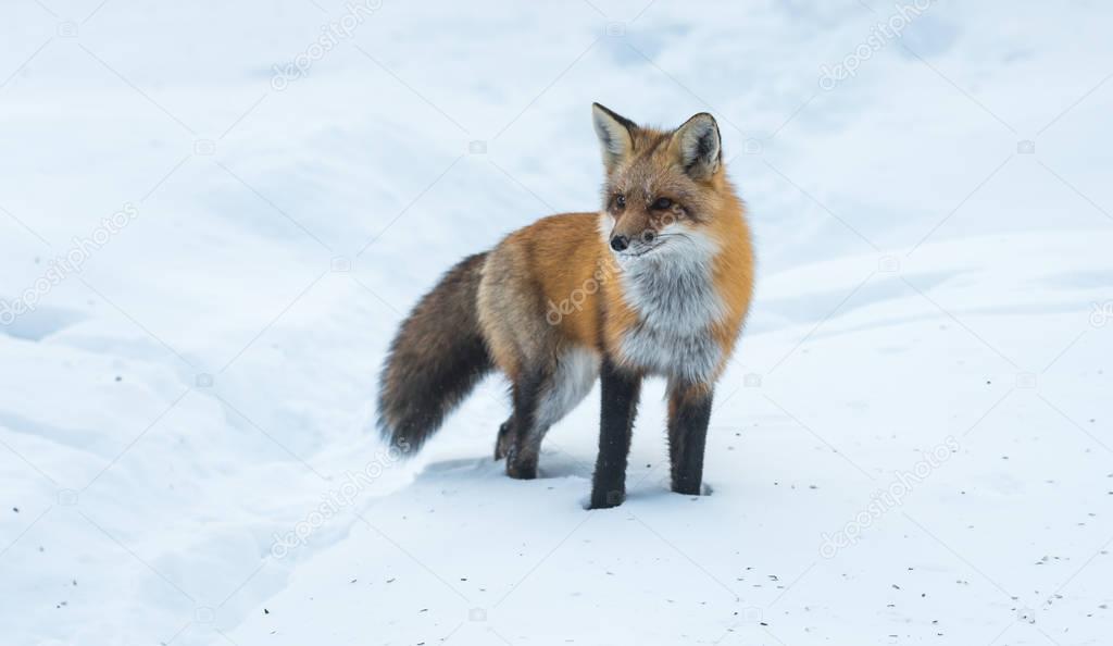 Common Red fox (Vulpes vulpes) in the wild.   Wild animal emerges from a winter woodland, visits cottages & hunts, scavenges for food.