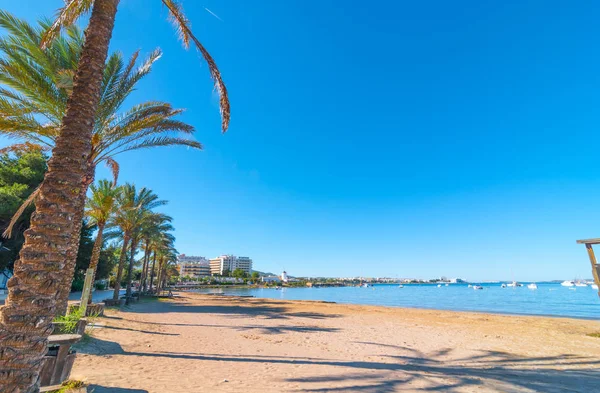 San Antoni de Portmany, Ibiza. Fila de palmeras bordea la playa . — Foto de Stock