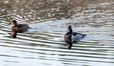 Yüzük - boyunlu ördekler. Çiftleşme çiftleri kuzeydoğu Kanada'da bir göl kenarında breif kaldıktan sırasında en iyi genler için rekabet.