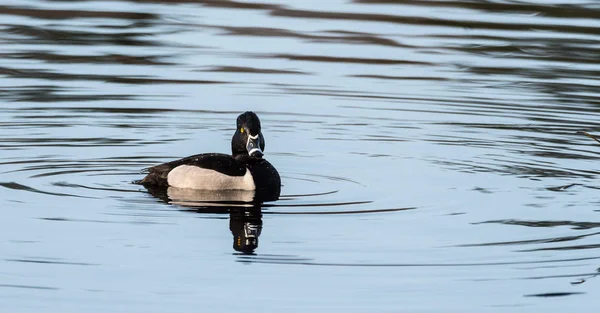 Muž (drake) proužkozobý (Aythya collaris) na jaře. Černé & bílá kachna navštíví severoitalských jezer a rybníků v chovné sezoně. — Stock fotografie