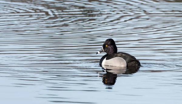 Muž (drake) proužkozobý (Aythya collaris) na jaře. Černé & bílá kachna navštíví severoitalských jezer a rybníků v chovné sezoně. — Stock fotografie