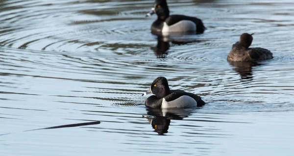 戒指-颈鸭。在位于加拿大东北部的湖面上简逗留期间交配争夺最好的基因. — 图库照片