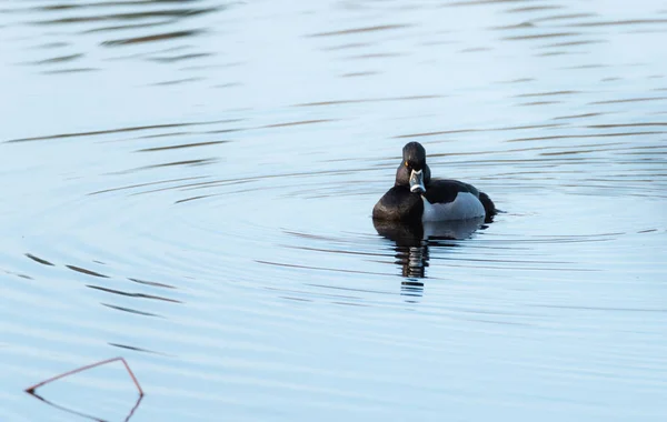 Αρσενικό (drake) δαχτυλίδι – necked πάπια (Aythya collaris) άνοιξη. Μαύρο & άσπρη πάπια επισκέψεις βόρειο λίμνες και τέλματα στην περίοδο της αναπαραγωγής. — Φωτογραφία Αρχείου