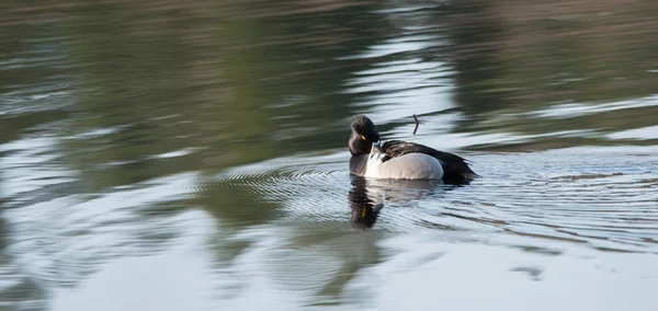 Férfi (drake) Örvös réce (Aythya cinereiventris) tavasszal, preens magát egy északi Kanada-tó mentén úszás közben . — Stock Fotó