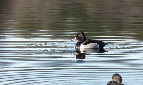 Muž (drake) proužkozobý (Aythya collaris) na jaře. Černé & bílá kachna navštíví severoitalských jezer a rybníků v chovné sezoně. — Stock fotografie