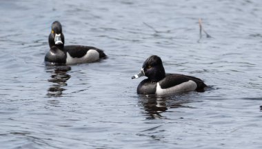 Erkek (drake) Ring - boyunlu duck (Aythya collaris) bahar. Siyah ve beyaz ördek üreme mevsiminde Kuzey göller ve göletler ziyaret boyunca yüzüyor.