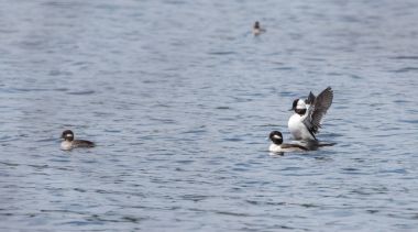 Bahar bufflehead ördekler (Bucephala albeola).