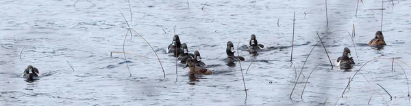 Ring - necked eenden (Aythya collaris) in het voorjaar. — Stockfoto