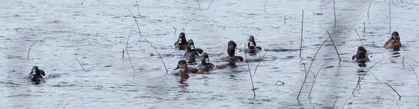 Patos de cuello anular (Aythya collaris) en primavera. Las parejas de parejas compiten por los mejores genes durante su breve estancia en un lago en el noreste de Canadá . — Foto de Stock