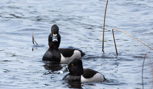 Muž (drake) proužkozobý (Aythya collaris) na jaře. Černé & bílá kachna plave podél návštěvě severoitalských jezer & rybníky v chovné sezoně. — Stock fotografie