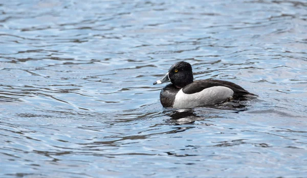 Muž (drake) proužkozobý (Aythya collaris) na jaře. Černé & bílá kachna plave podél návštěvě severoitalských jezer & rybníky v chovné sezoně. — Stock fotografie