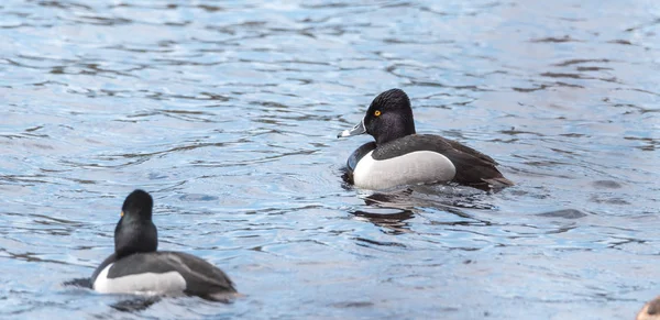 Muž (drake) proužkozobý (Aythya collaris) na jaře. Černé & bílá kachna plave podél návštěvě severoitalských jezer & rybníky v chovné sezoně. — Stock fotografie