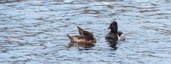 Pato de cuello anular hembra (Aythya collaris) en primavera, se prepara mientras nada junto con su compañero de ojos amarillos en un lago del norte de Canadá . —  Fotos de Stock