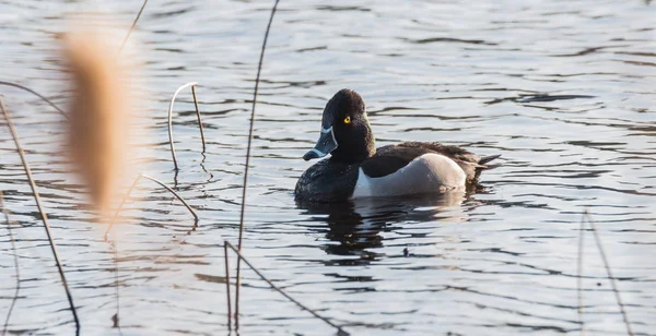 Pato macho (drake) de cuello anular (Aythya collaris) en primavera. Pato blanco y negro nada a lo largo de visitar lagos y estanques del norte en temporada de reproducción . — Foto de Stock